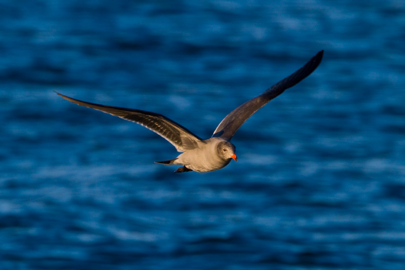 Heermans Gull In Flight